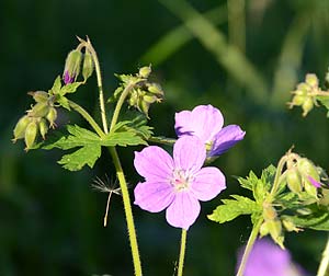 Midsommarblomster i kvällssol