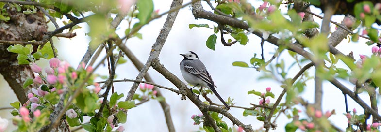 Sädesärla i äppelblom