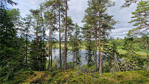 Skog