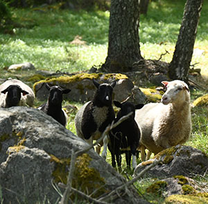 Fårskallar