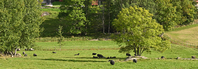Fårhage