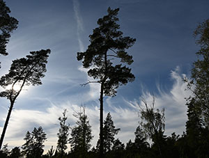 Cirrus